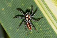 Freyina
