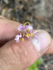 Erythronium montanum