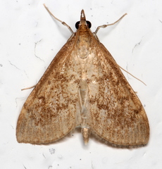 Saucrobotys futilalis