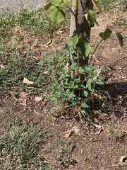 Amaranthus viridis
