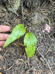 Erythronium montanum