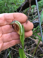 Pterostylis cucullata