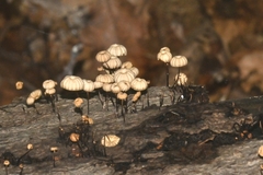 Marasmius rotula