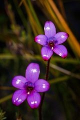 Elythranthera brunonis