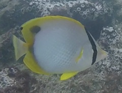 Chaetodon ocellatus