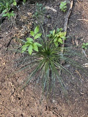Xerophyllum tenax