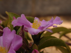 Pereskia grandifolia