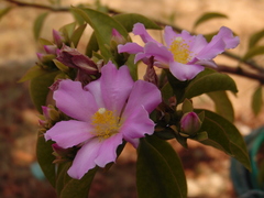 Pereskia grandifolia