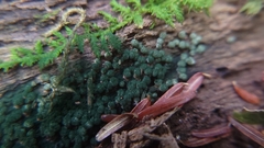 Trichoderma chromospermum