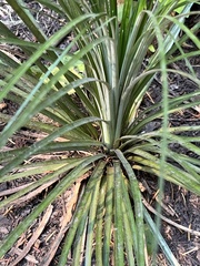 Xerophyllum tenax