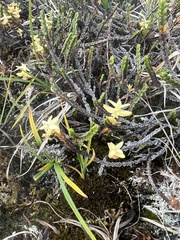 Exobasidium hypogenum