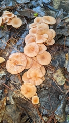 Desarmillaria tabescens