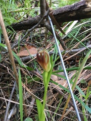Pterostylis cucullata