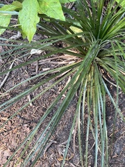 Xerophyllum tenax