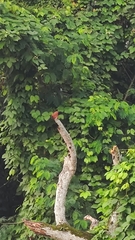 Centropus sinensis