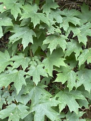 Acer floridanum
