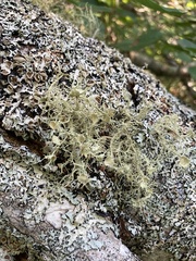 Usnea strigosa