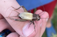 Gryllus