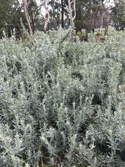 Atriplex cinerea