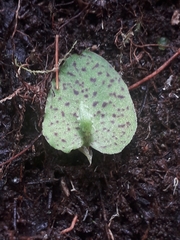 Corybas acuminatus