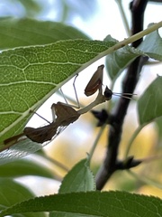 Dicromantispa interrupta