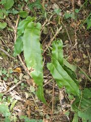 Asplenium scolopendrium