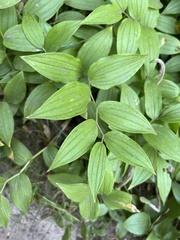 Streptopus lanceolatus