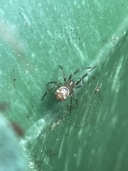 Steatoda grossa