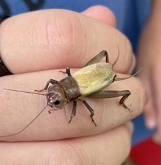 Gryllus