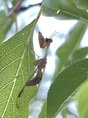 Dicromantispa interrupta