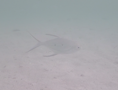 Trachinotus coppingeri