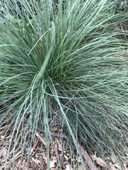 Poa labillardierei