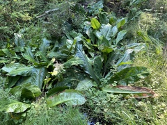Lysichiton americanus