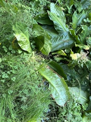 Lysichiton americanus