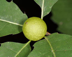 Amphibolips