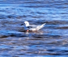 Laridae