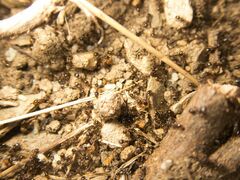Tetramorium caespitum