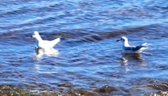 Laridae