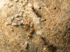Tetramorium caespitum