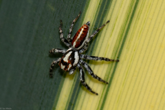 Freyina