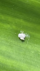 Pseudococcus