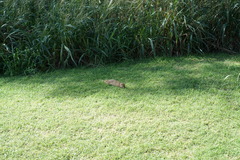 Urva auropunctata
