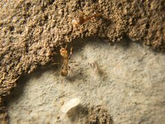 Tetramorium caespitum