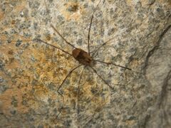 Leiobunum blackwalli