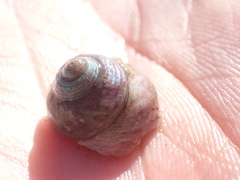 Trochoidea