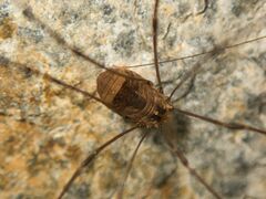 Leiobunum blackwalli