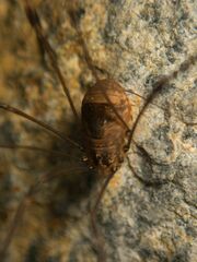 Leiobunum blackwalli