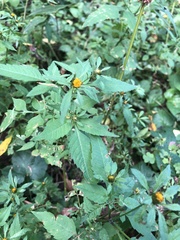 Bidens frondosa