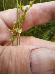 Polygonum ramosissimum