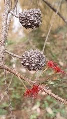 Allocasuarina